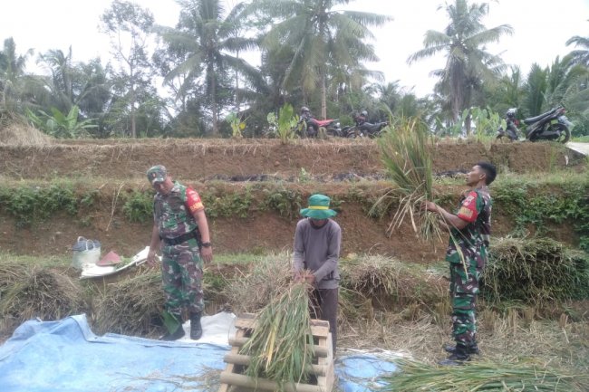 Petani Panen Padi Menggunakan Alat Tradisional, Babinsa ikut Bantu Gepyok
