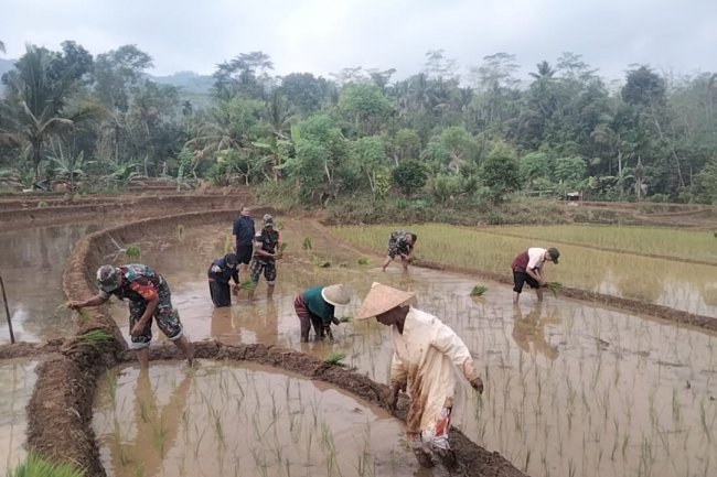 TINGKATKAN KETAHANAN PANGAN, BABINSA BANTU PETANI TANAM PADI