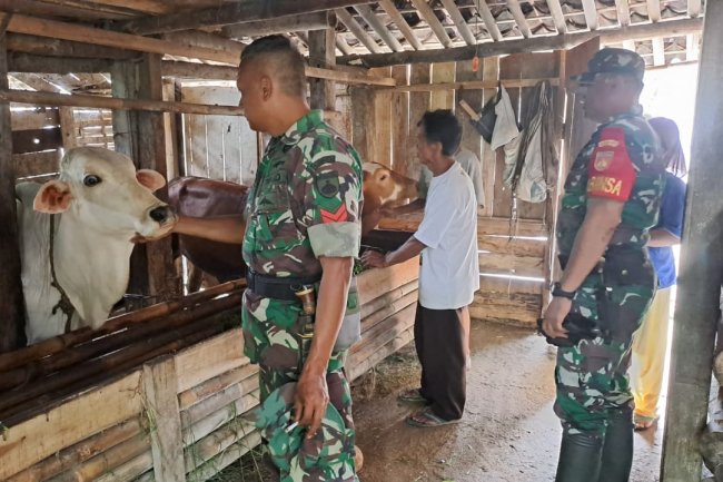 KOMSOS DENGAN PETERNAK SAPI, BABINSA KORAMIL 01/BANJARNEGARA BERIMOTIVASI