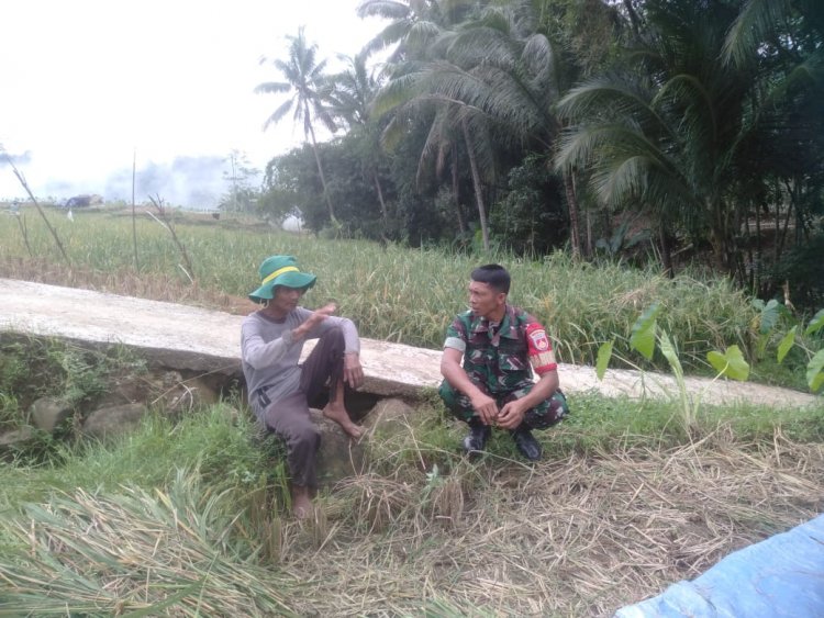 DITENGAH LADANG PETANI(Sawah), BABINSA MELAKSANAKAN KOMUNIKASI SOSIAL