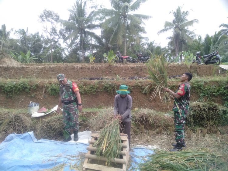 Petani Panen Padi Menggunakan Alat Tradisional, Babinsa ikut Bantu Gepyok