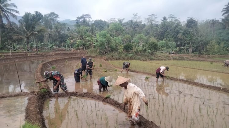TINGKATKAN KETAHANAN PANGAN, BABINSA BANTU PETANI TANAM PADI
