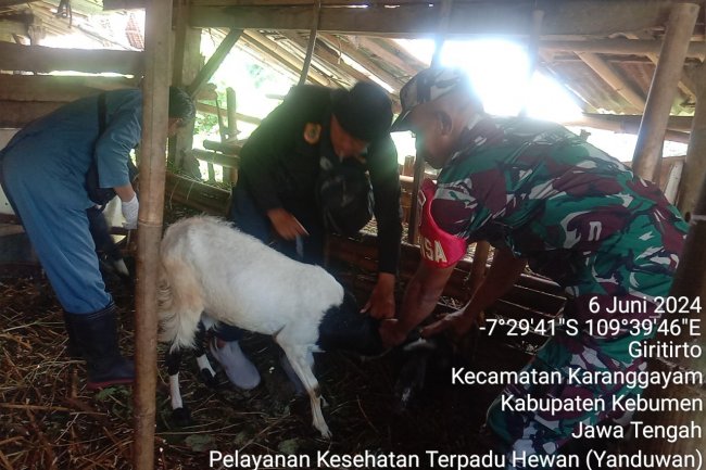 Pencegahan Penyakit PHMS (Penyakit Hewan Menular Strategis), Babinsa Laksanakan Pendampingan Vaksinasi Hewan Ternak