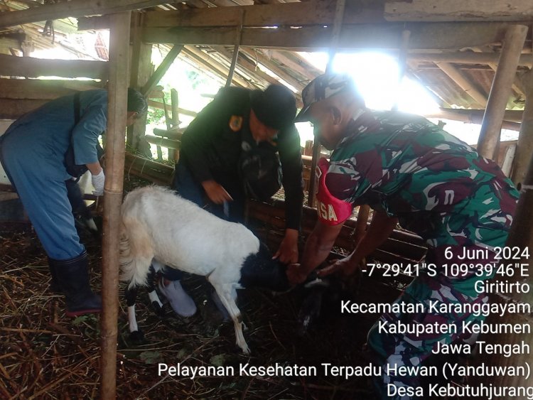 Pencegahan Penyakit PHMS (Penyakit Hewan Menular Strategis), Babinsa Laksanakan Pendampingan Vaksinasi Hewan Ternak