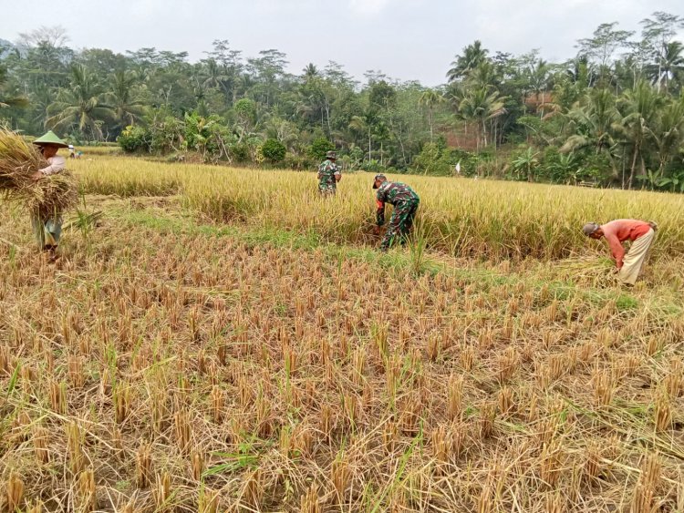 Danposramil Bersama Anggota Babinsa Bantu Warga Panen Padi