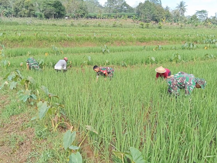 Danposramil Pagedongan Bersama Anggota Babinsa Bantu Warga Dalam Perawatan Tanaman Padi