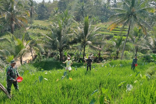 BANTU PETANI PEMUPUKAN PADI, MERUPAKAN SALAH SATU BENTUK PERHATIAN DANRAMIL DAN BABINSA