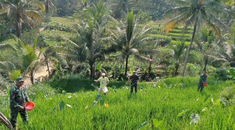 BANTU PETANI PEMUPUKAN PADI, MERUPAKAN SALAH SATU BENTUK PERHATIAN DANRAMIL DAN BABINSA