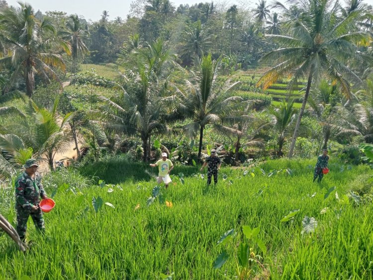BANTU PETANI PEMUPUKAN PADI, MERUPAKAN SALAH SATU BENTUK PERHATIAN DANRAMIL DAN BABINSA